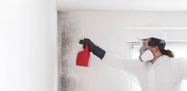Best Toxic Mold Removal  in Roanoke, IN