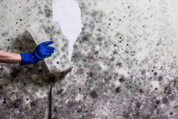 Best Attic Mold Removal  in Roanoke, IN