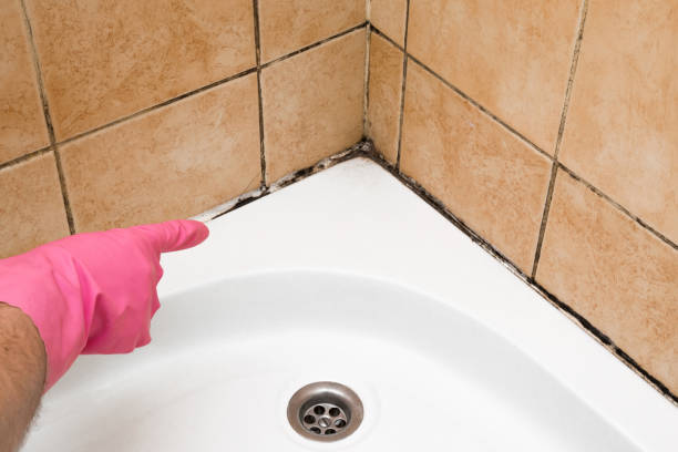 Best Office Mold Removal Services  in Roanoke, IN